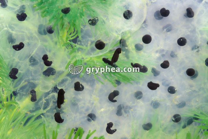 Grenouille rousse - Ponte de 3 jours avec embryons - gryphea.com